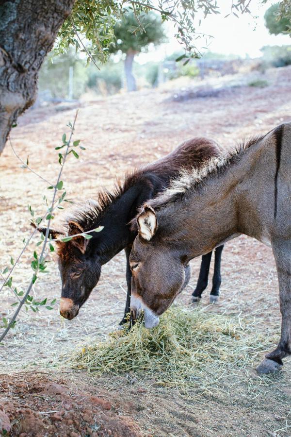 White Donkey Boutique (adults Only) 4*